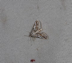 Parapoynx dentizonalis