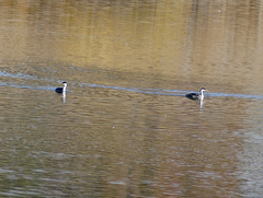 Aechmophorus occidentalis