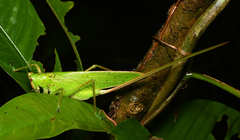 Copiphora brevirostris