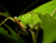 Copiphora brevirostris