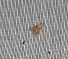 Ptychopseustis eutacta