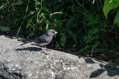 Junco hyemalis carolinensis