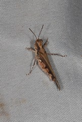 Pycnostictus seriatus