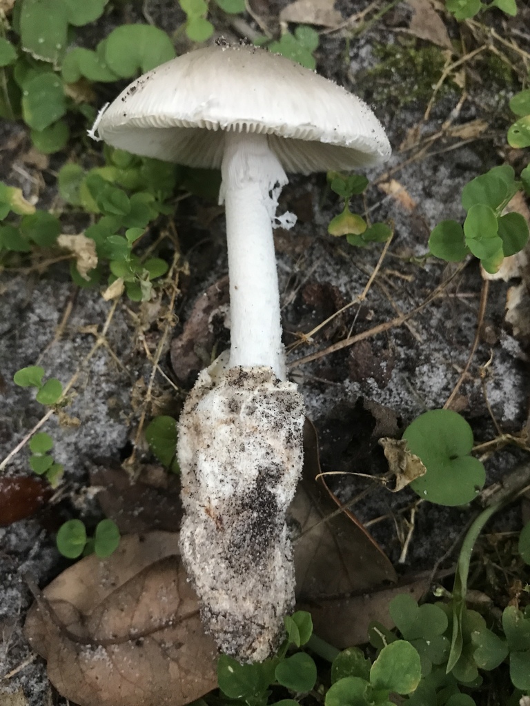 Amanita spretella