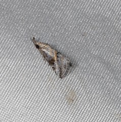 Rhynchina inornata