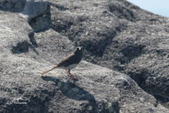 Junco hyemalis carolinensis