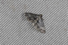 Sufetula hemiophthalma