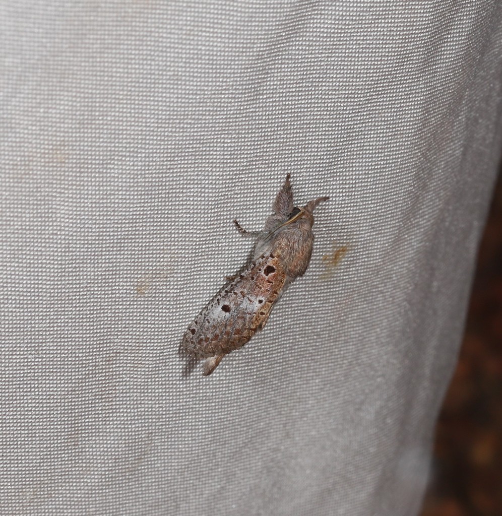 Sympycnodes salterra