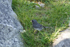 Junco hyemalis carolinensis