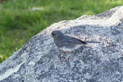Junco hyemalis carolinensis