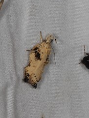 Tonica effractella