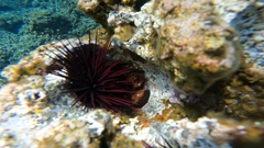 Monetaria caputdraconis