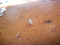 Phellopsylla formicosa