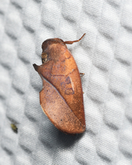 Apela
