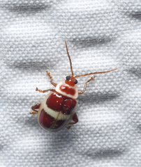 Asphaera discicollis