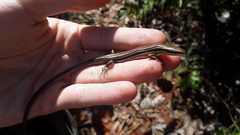 Aspronema dorsivittatum