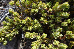 Pimelea microphylla