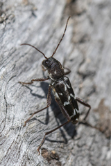 Neoclytus muricatulus