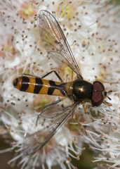 Meliscaeva cinctella image