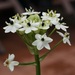 Arabian Star-Flower - Photo (c) Tatters ❀, some rights reserved (CC BY-SA)