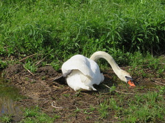 Cygnus olor