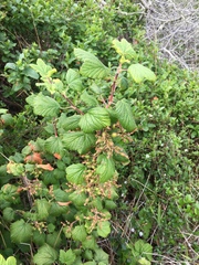 Ribes sanguineum glutinosum