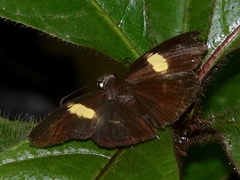 Potamanaxas flavofasciata