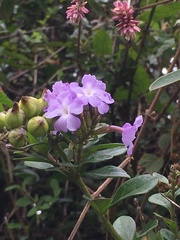 Duranta triacantha