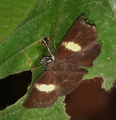 Potamanaxas flavofasciata