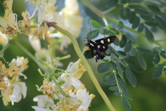 Androloma disparata