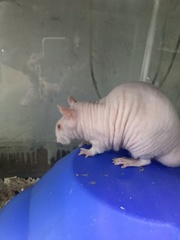 Rattus norvegicus domestica