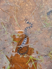 Homalopsis buccata