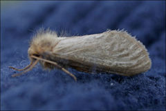 Fraus griseomaculata