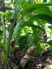 Zingiber officinale