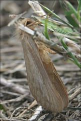 Fraus griseomaculata