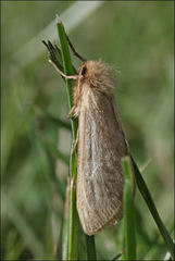 Fraus griseomaculata