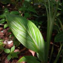 Zingiber officinale