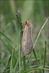 Fraus griseomaculata