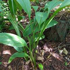Zingiber officinale