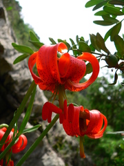 Lilium pomponium