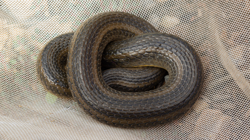 Olive Keelback
