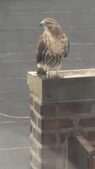 Buteo jamaicensis
