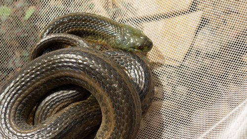 Olive Keelback