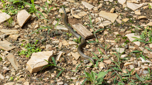 Olive Keelback