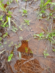 Homalopsis buccata