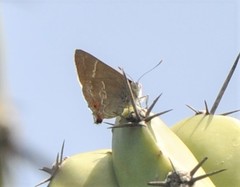 Thereus cithonius