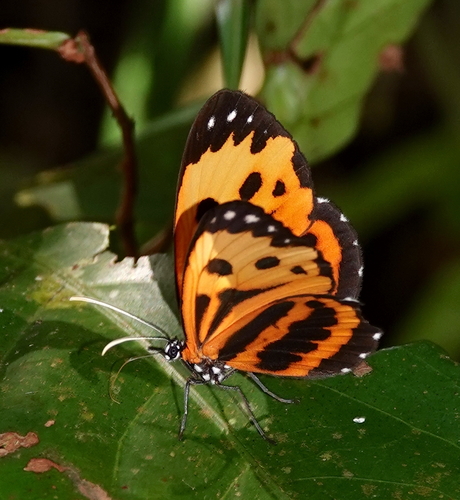 Stalachtis calliope