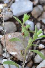 Lygaeus kalmii