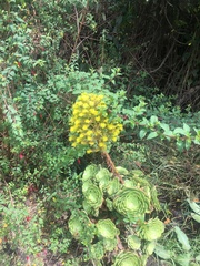 Aeonium arboreum