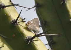Thereus cithonius